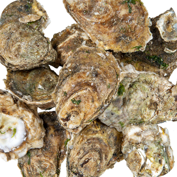 Oysters In The Shell (50-cnt)